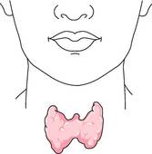 What You Should Know About Your Thyroid